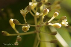 Cinnamomum verum